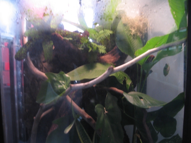 agalychnis viv