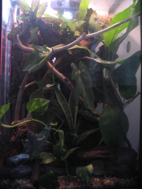 viv1 refts