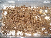 Hatchling Hoggies