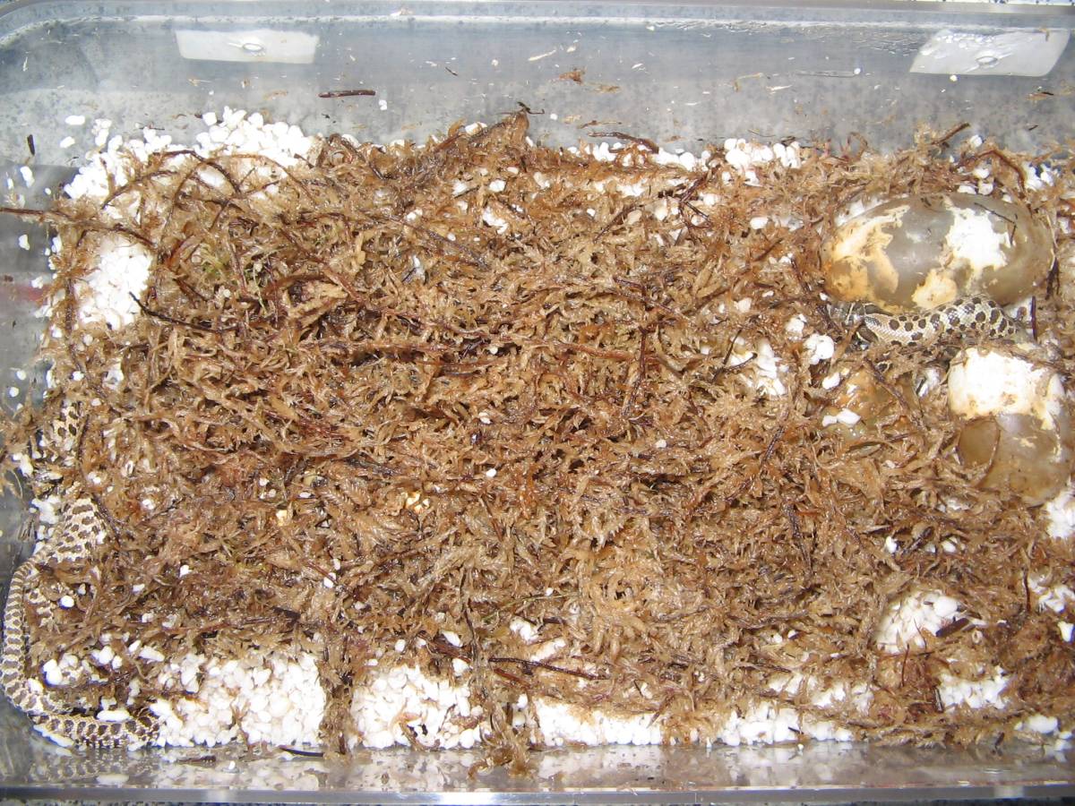 Hatchling Hoggies