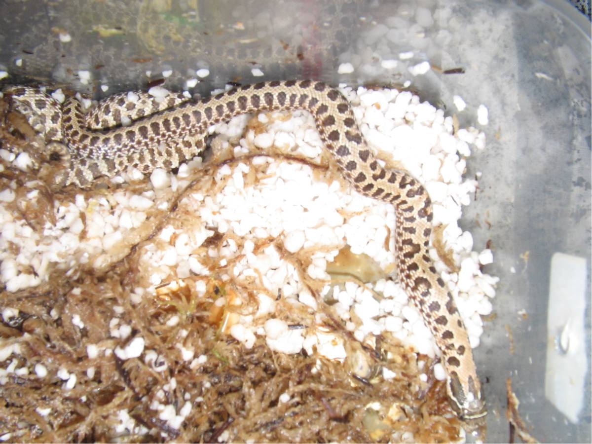 Striped Hatchling Hoggie