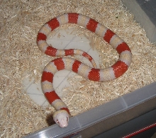 Albino Greyband