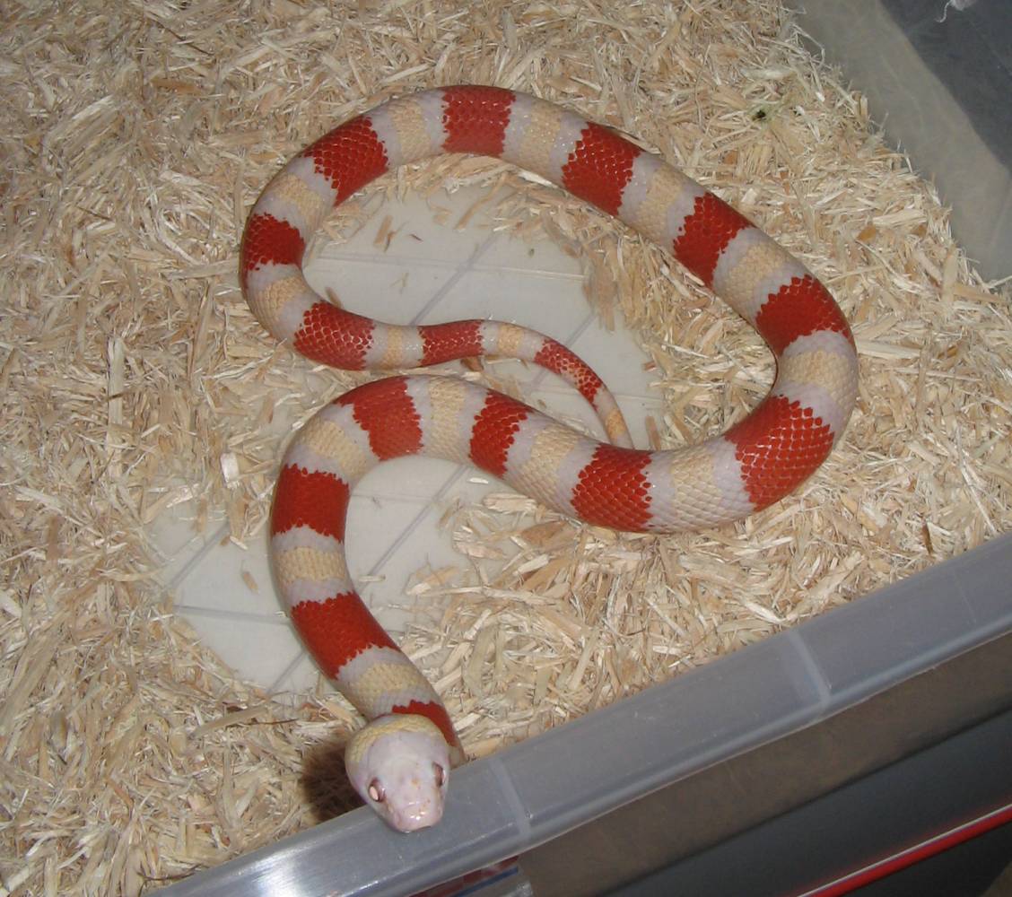 Albino Greyband