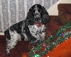 Demon Dog
