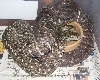 Jamaican Boa