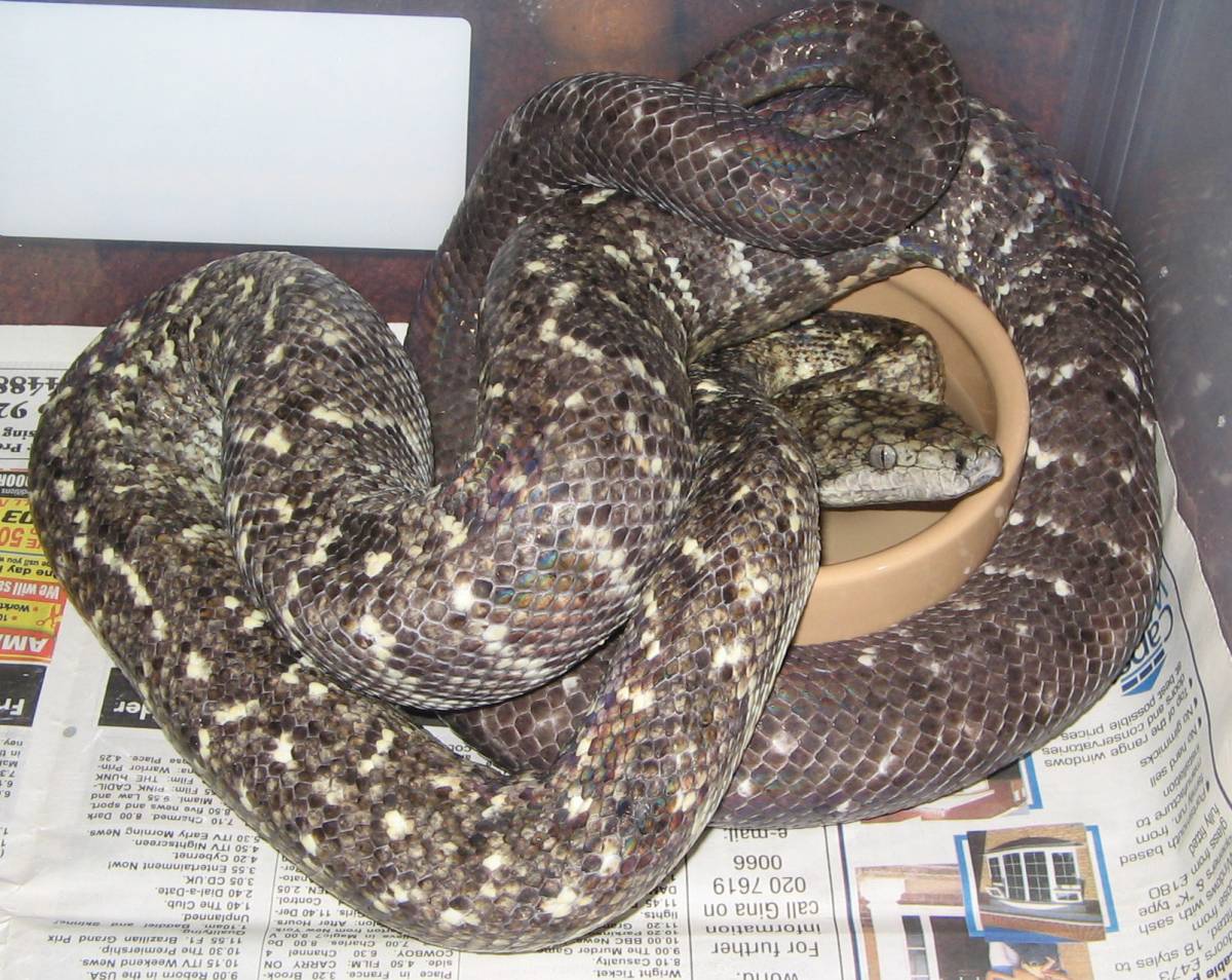 Jamaican Boa