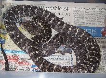 Jamaican Boa