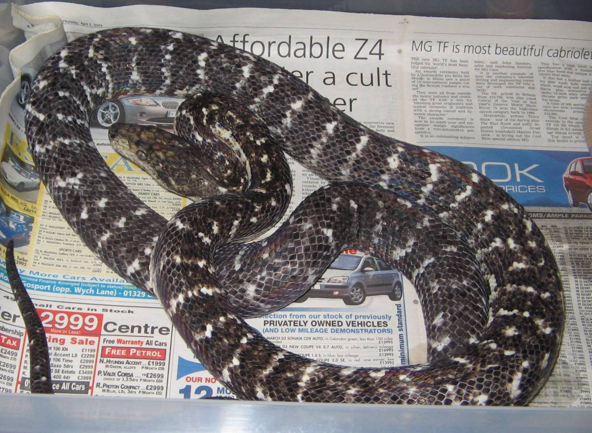 Jamaican Boa