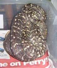 Jamaican Boa