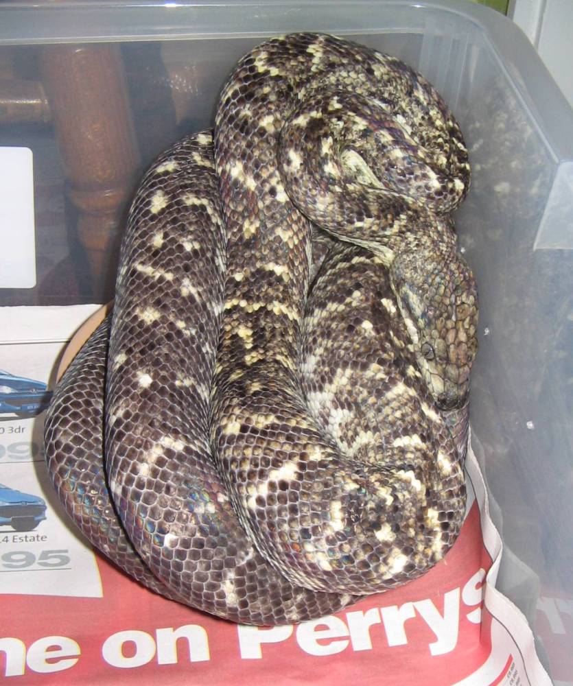 Jamaican Boa
