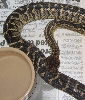 Jamaican Boa