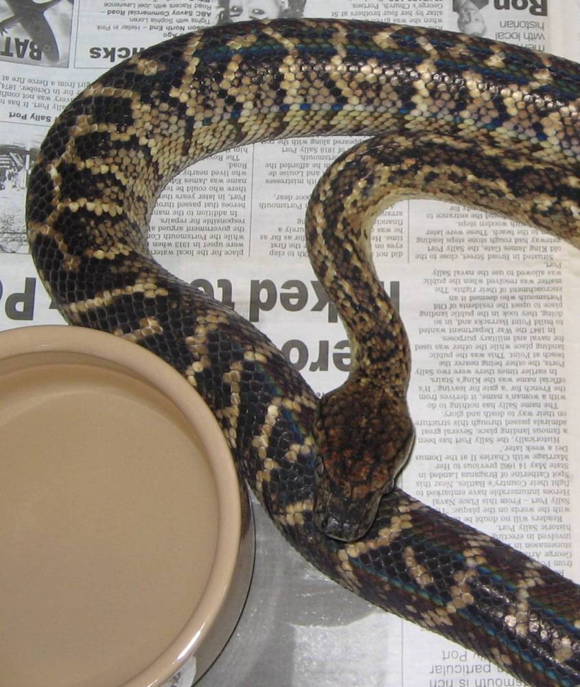 Jamaican Boa