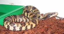 Male FWC