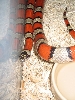 Greyband Het Albino