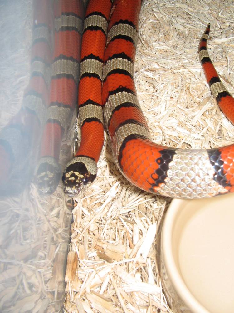 Greyband Het Albino