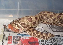 Wild Caught female Westy