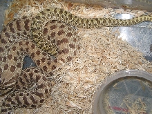 Pair Of Hoggies