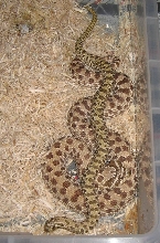 Pair Of Hoggies 2