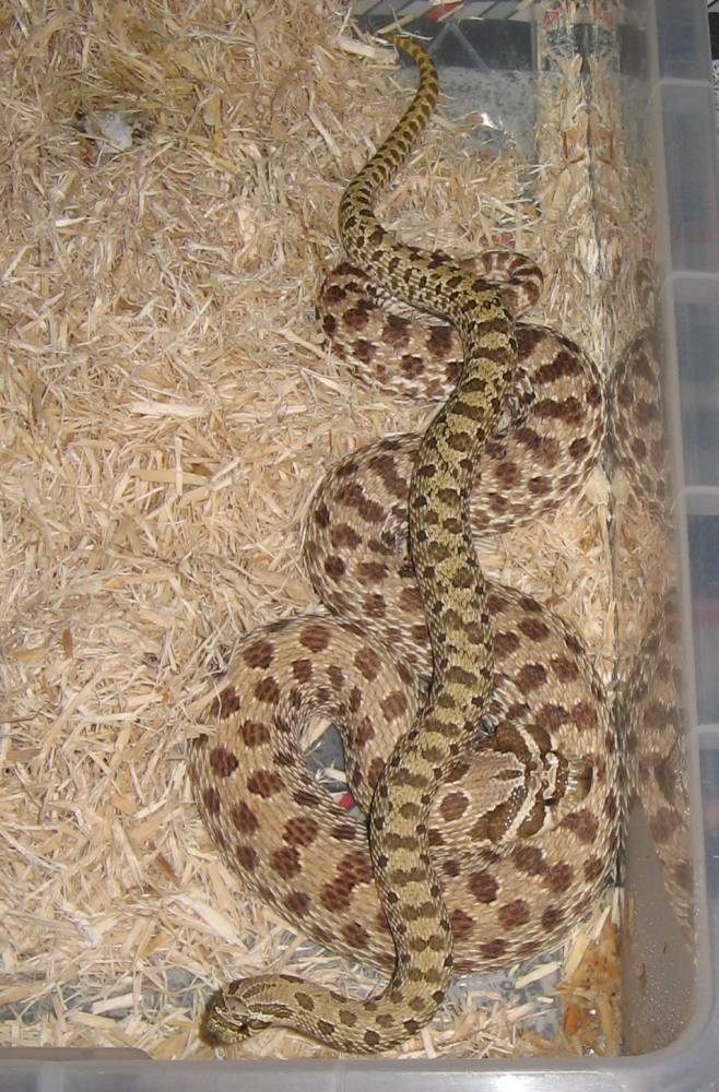 Pair Of Hoggies 2