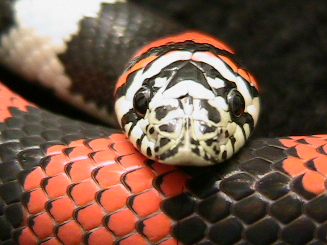 lystrophis pulcher