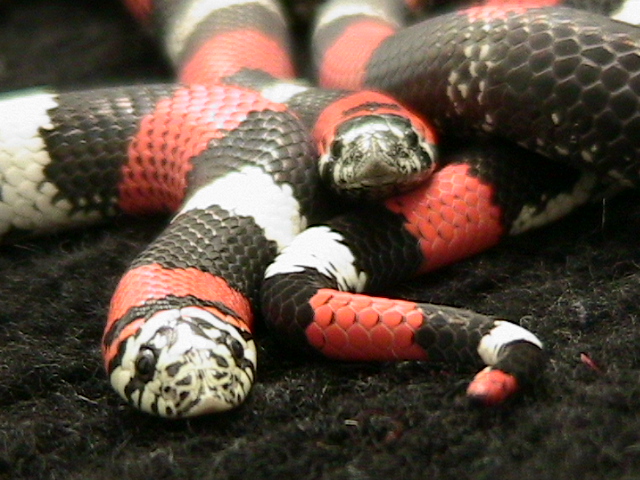 lystrophis pulcher