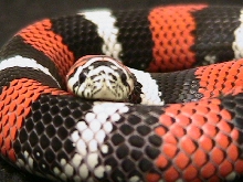 lystrophis pulcher
