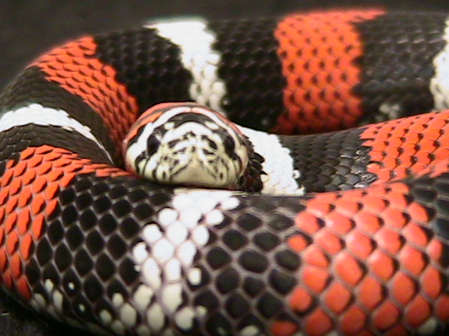 lystrophis pulcher