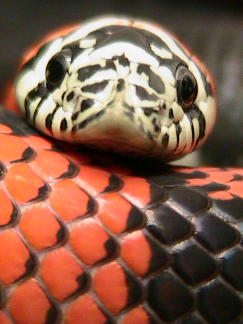 lystrophis pulcher