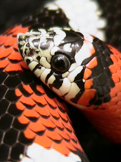 lystrophi pulcher