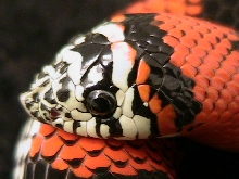 lystrophis pulcher
