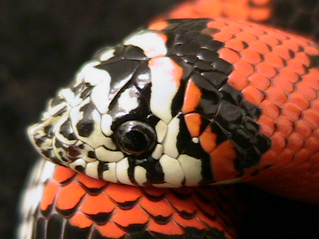 lystrophis pulcher