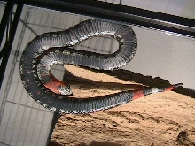 lystrophis pulcher