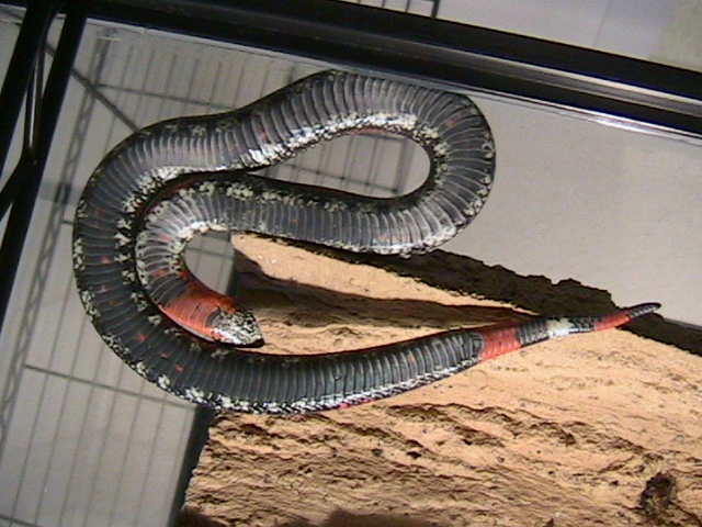 lystrophis pulcher
