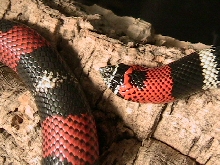 lystrophis pulcher