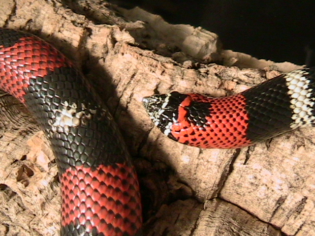 lystrophis pulcher