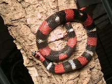 lystrophis pulcher