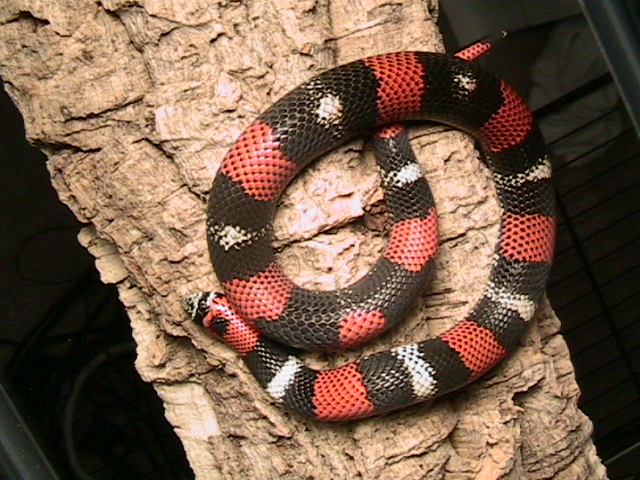 lystrophis pulcher