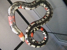 lystrophis pulcher