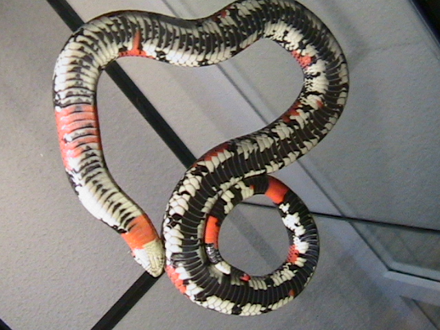 lystrophis pulcher