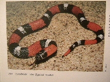 Lystrophis semicinctus