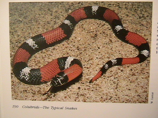 Lystrophis semicinctus