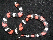 lystrophis pulcher