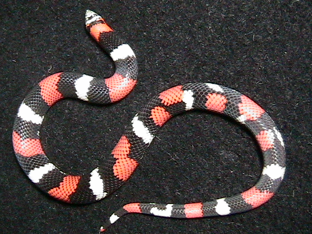 lystrophis pulcher