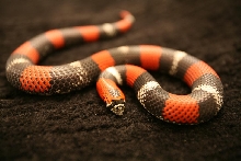 lystrophis pulcher