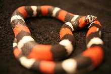 lystrophis pulcher