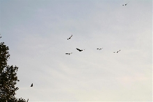 turkey vultures