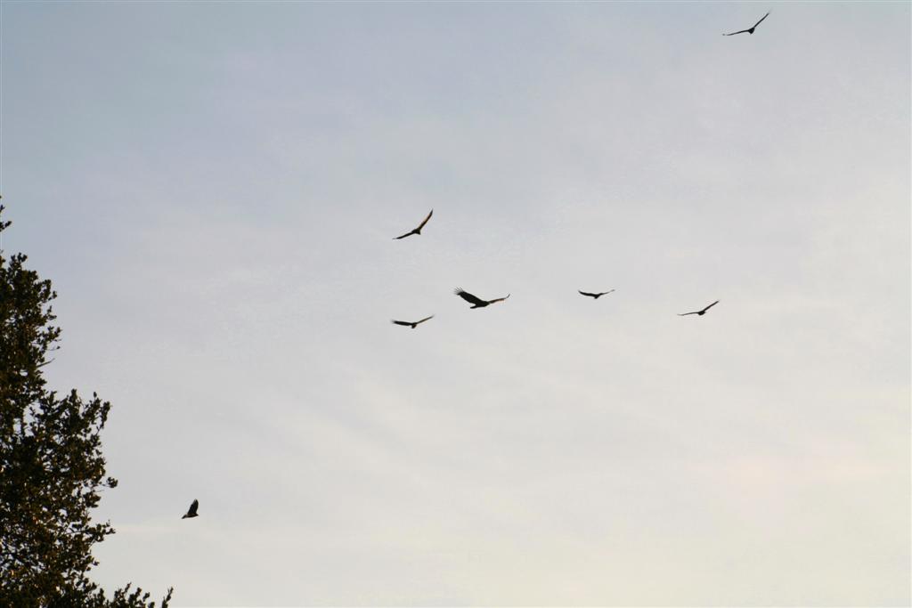 turkey vultures