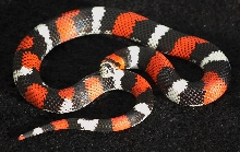 lystrophis pulcher
