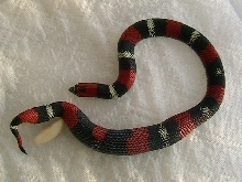 lystrophis pulcher