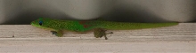 phelsuma laticauda laticauda